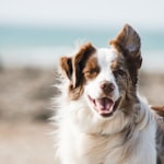 Golden Retriever Autumn.cr3