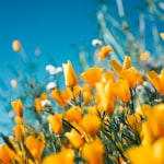 Wedding First Kiss.jpg