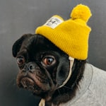 Pug In Yellow Beanie.jpg
